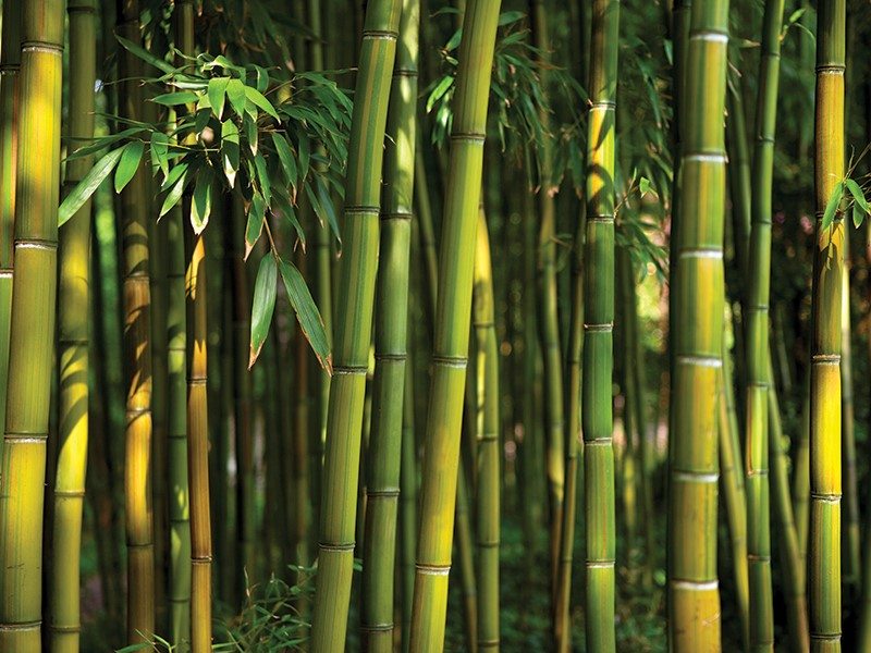 Bamboo Wood and rubberwood - Leadvision International